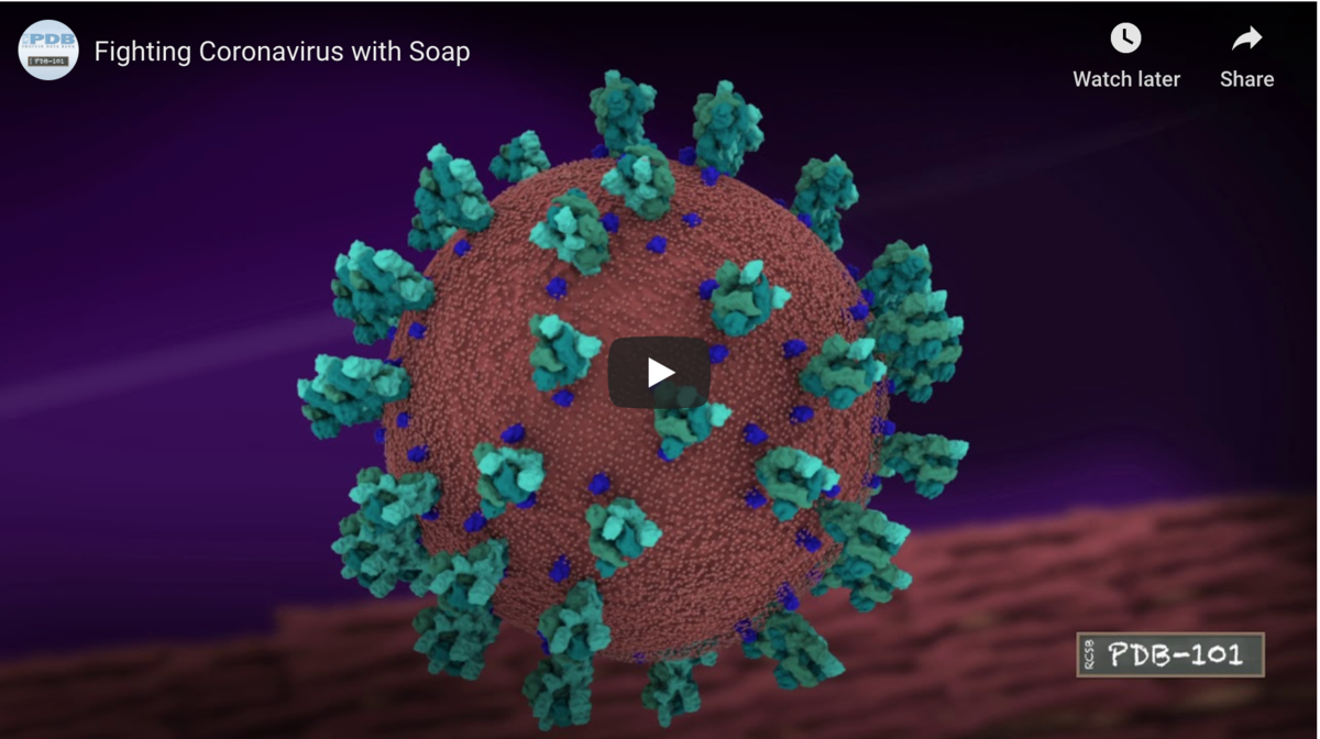 Video: Watch at the molecular level how soap breaks up coronavirus.